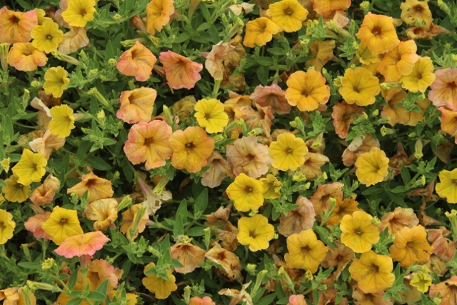 Supertunia Honeyjpg